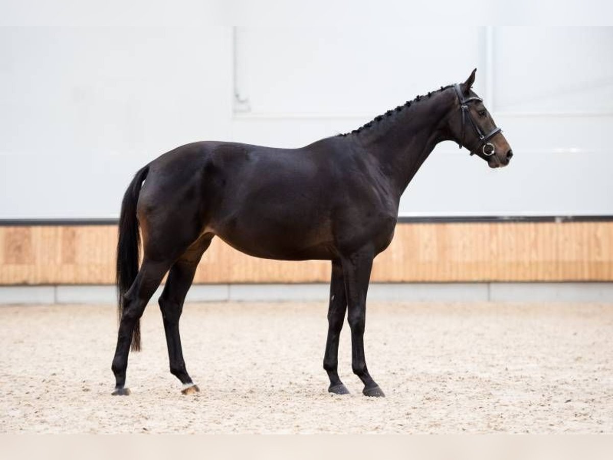 KWPN Merrie 4 Jaar 169 cm Bruin in MOL