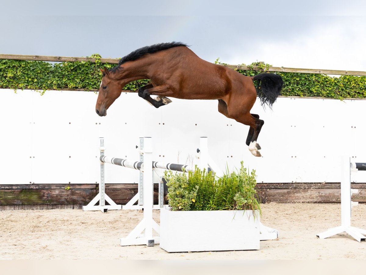 KWPN Merrie 4 Jaar 170 cm Bruin in Waddinxveen