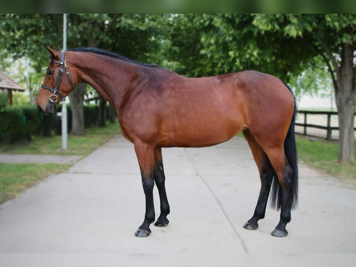 KWPN Merrie 4 Jaar 170 cm Roodbruin in B&#xE9;k&#xE9;scsaba