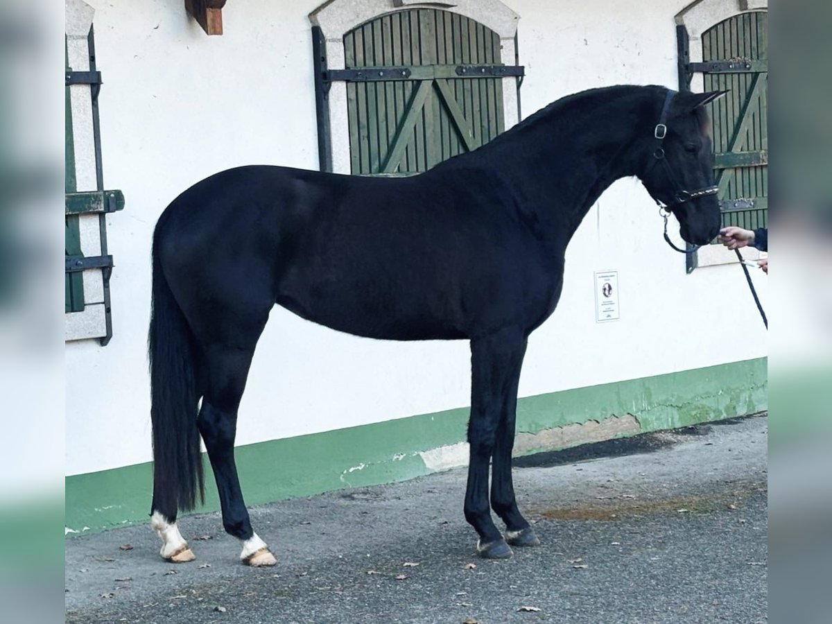 KWPN Merrie 4 Jaar 170 cm in Halbenrain