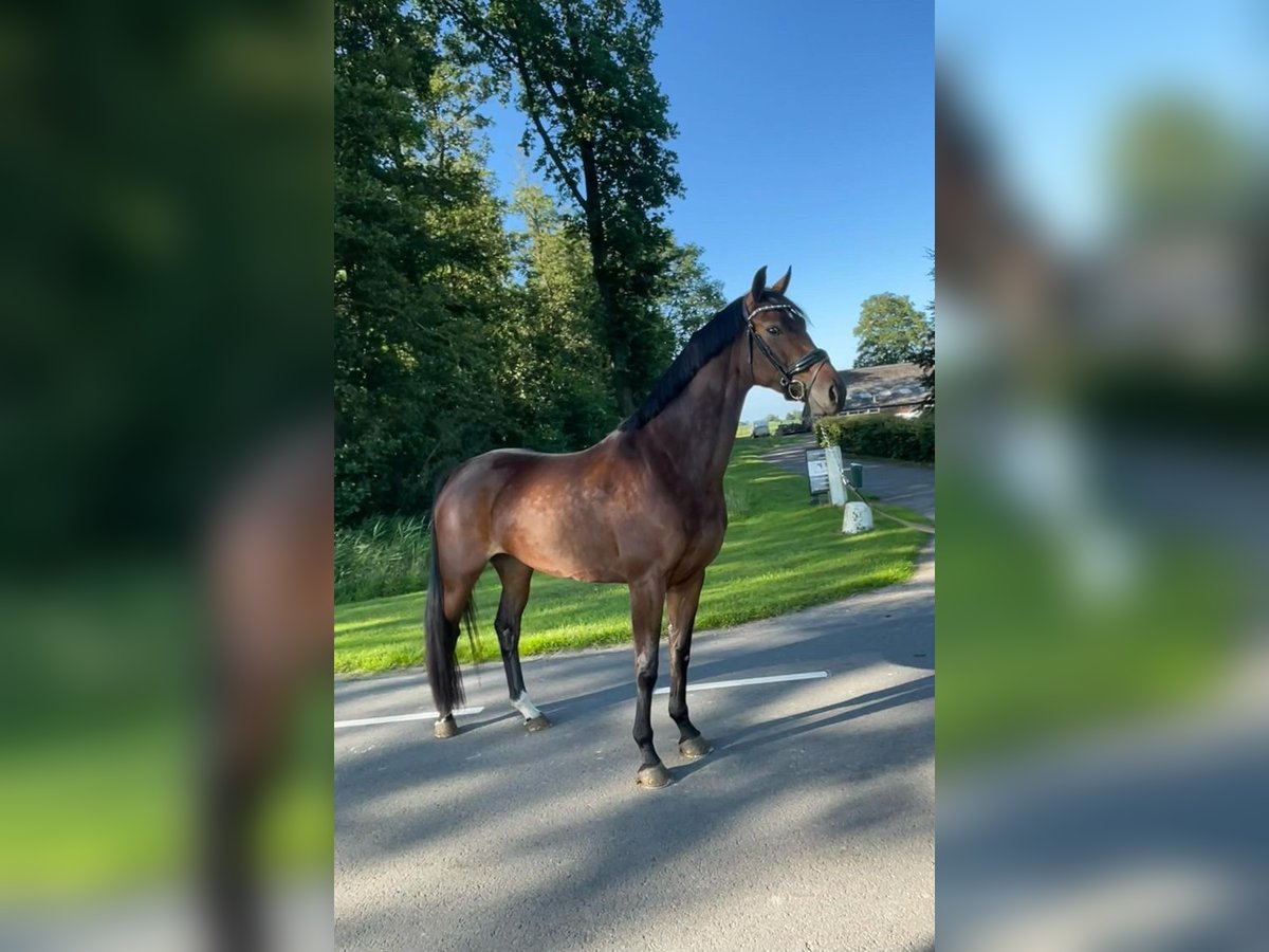 KWPN Merrie 4 Jaar 171 cm Donkerbruin in Marknesse