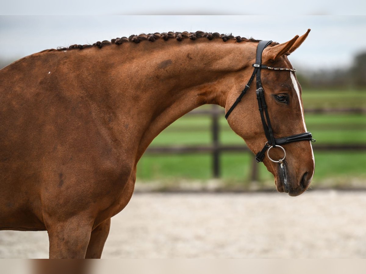 KWPN Merrie 4 Jaar 172 cm Donkere-vos in Vaassen