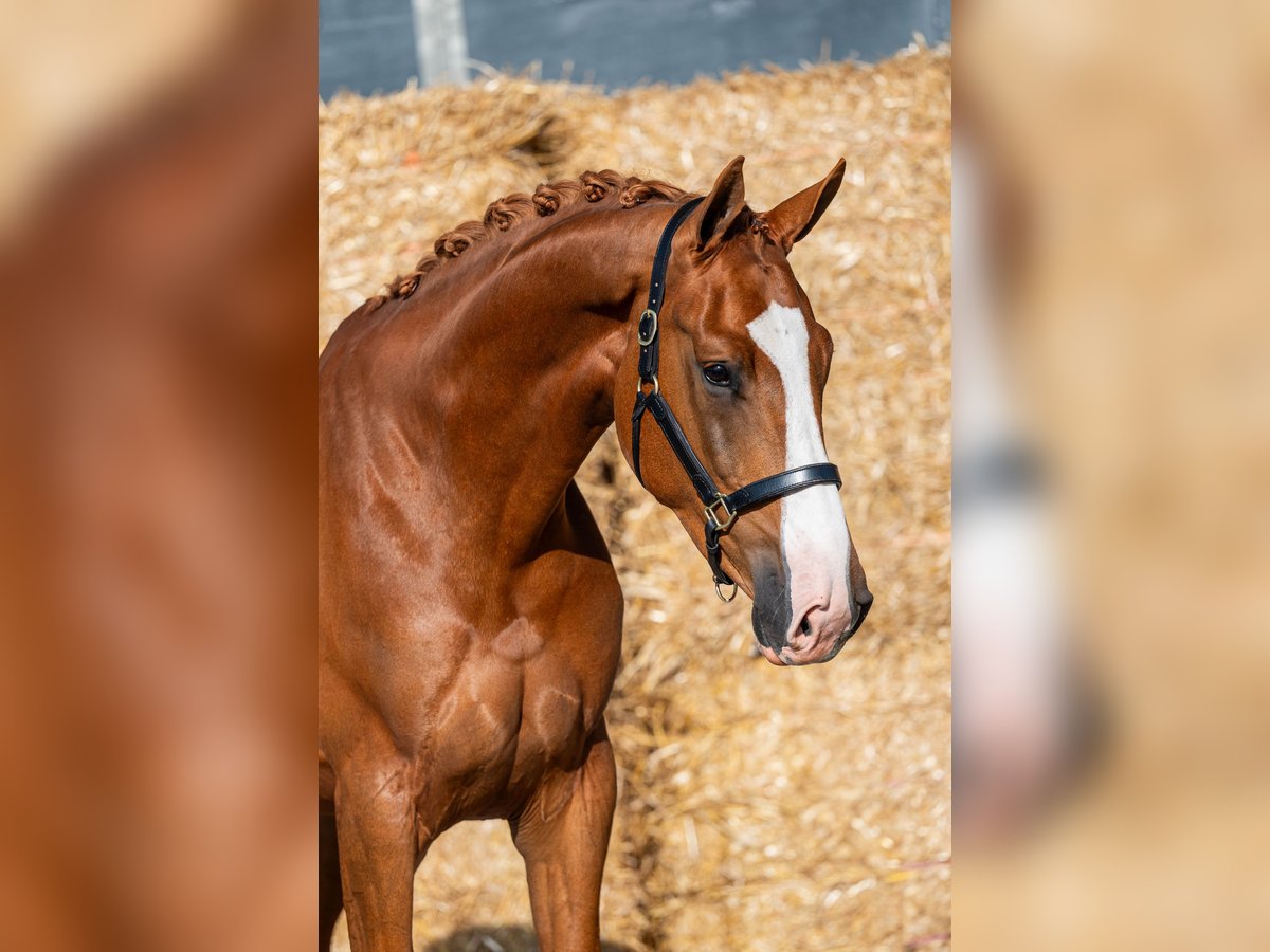 KWPN Merrie 4 Jaar 172 cm Vos in Wijdenes
