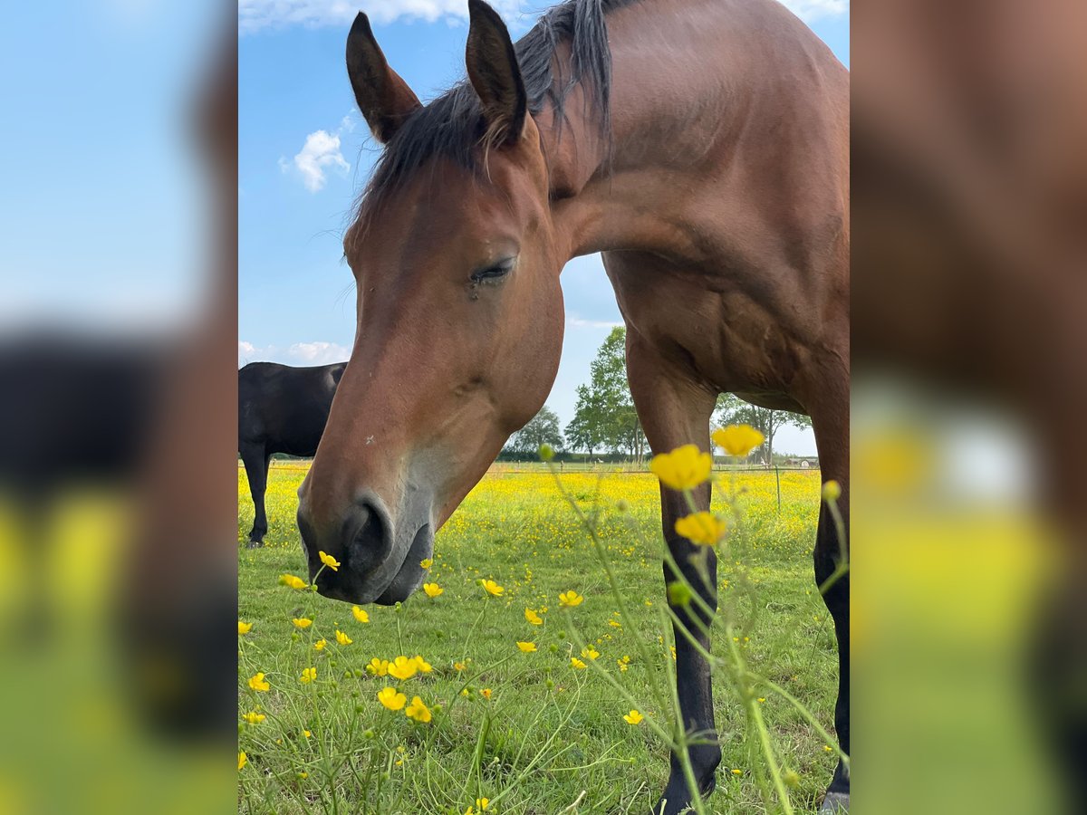 KWPN Merrie 4 Jaar 175 cm Bruin in Hoofddorp