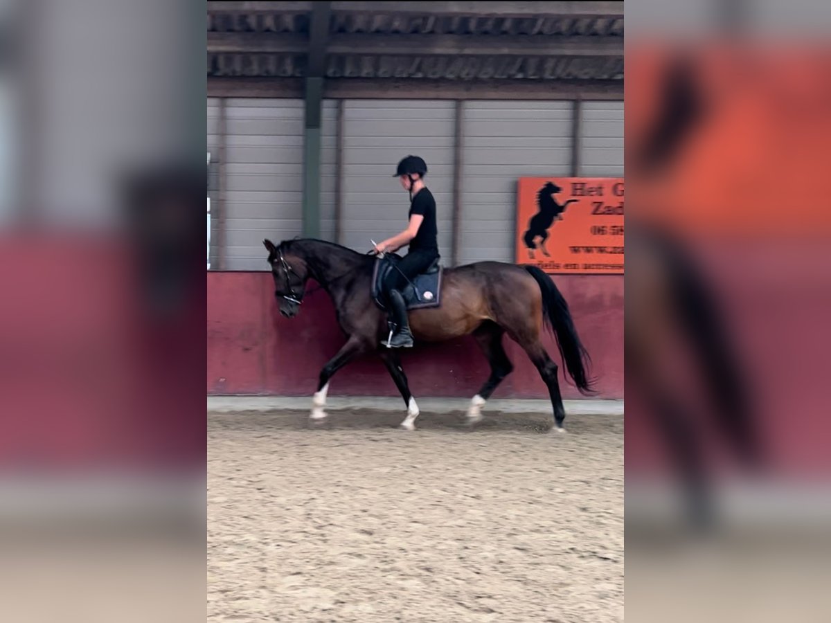 KWPN Merrie 4 Jaar 175 cm Donkerbruin in Austerlitz