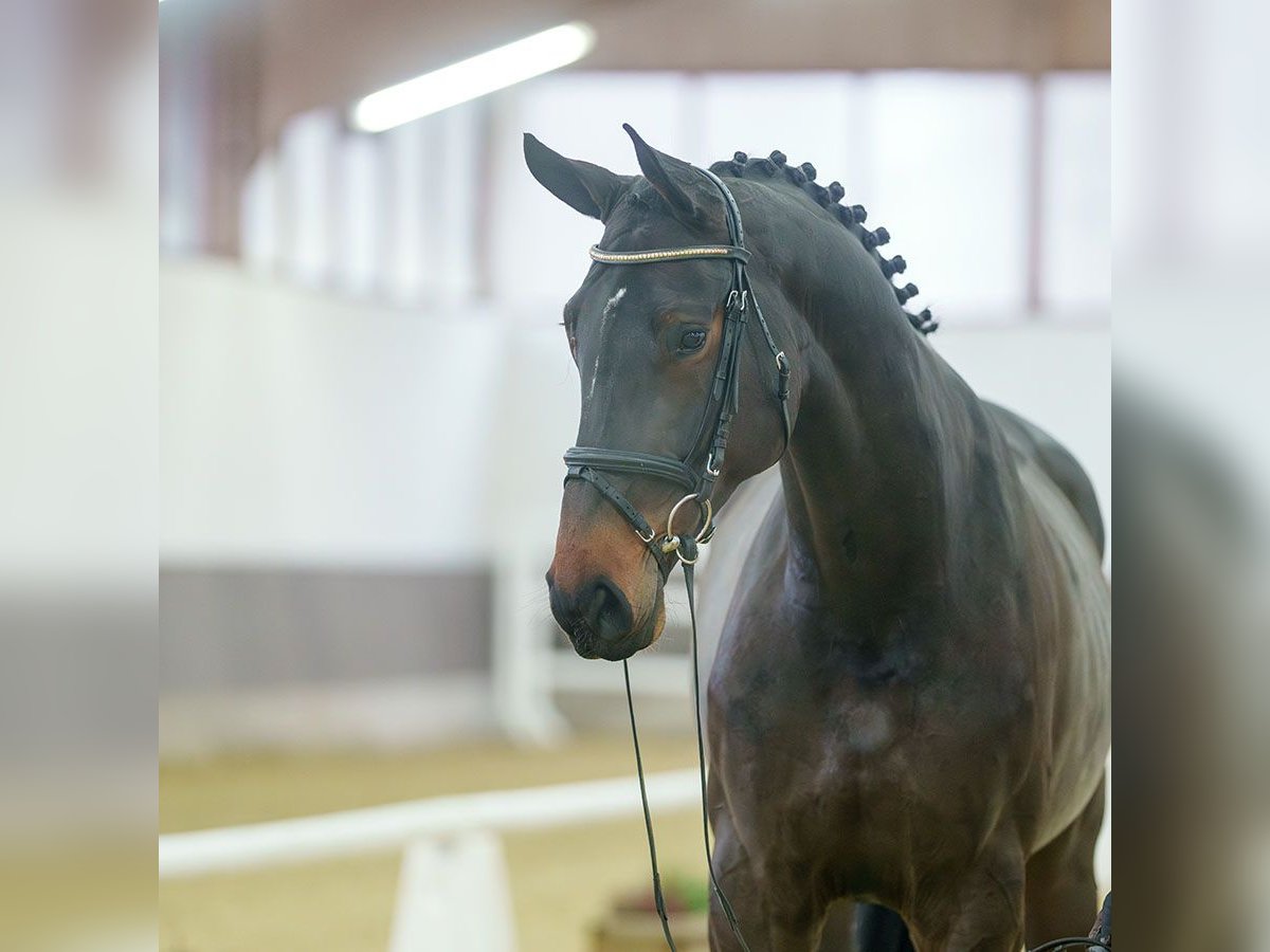 KWPN Merrie 4 Jaar Donkerbruin in Mnster-Handorf