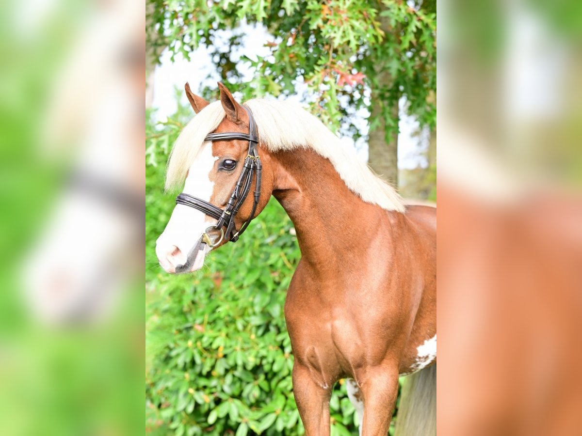 KWPN Merrie 5 Jaar 128 cm Donkere-vos in Bladel