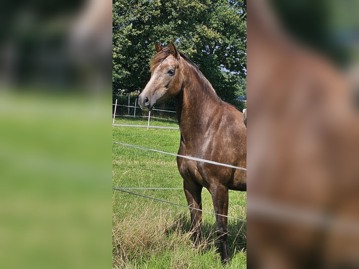 KWPN Mix Merrie 5 Jaar 159 cm kan schimmel zijn in Bad Zwischenahn
