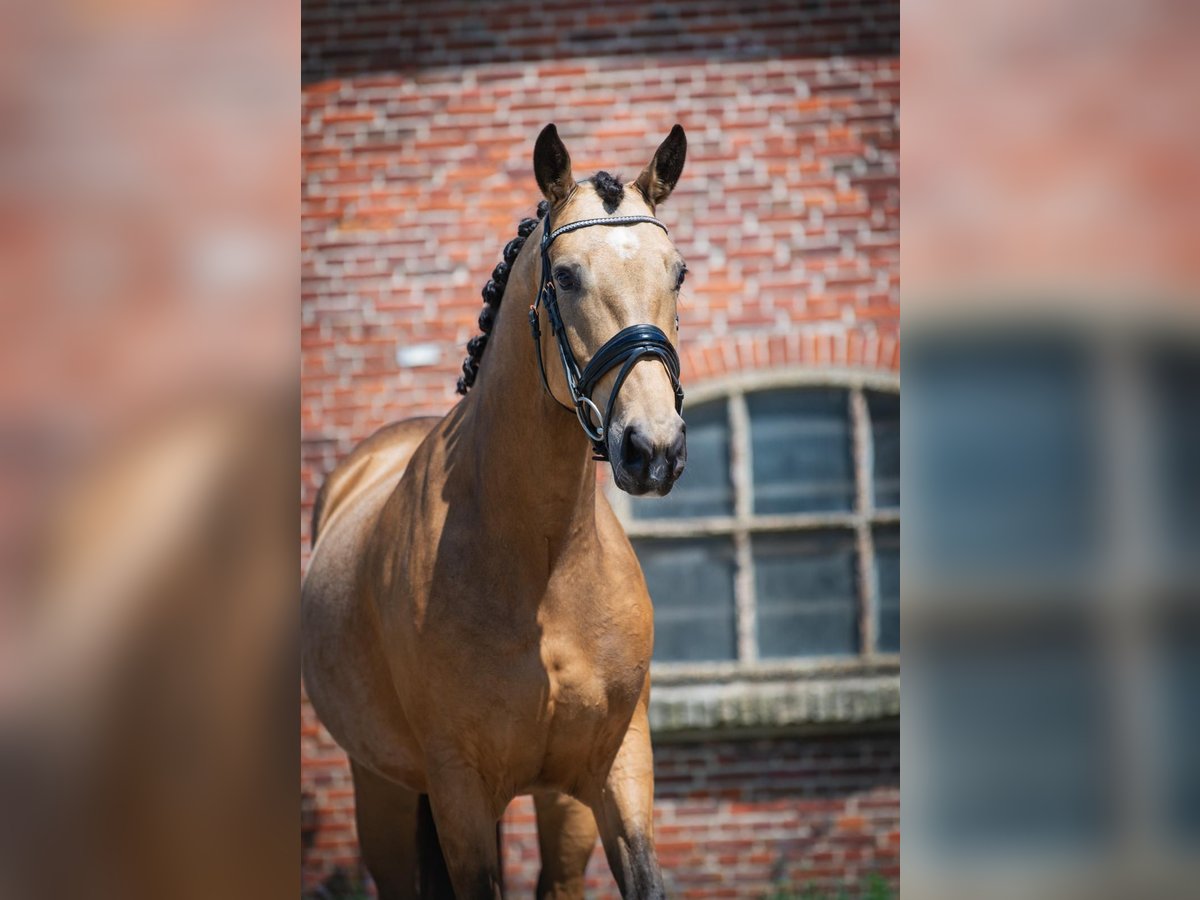 KWPN Merrie 5 Jaar 160 cm Falbe in Sm