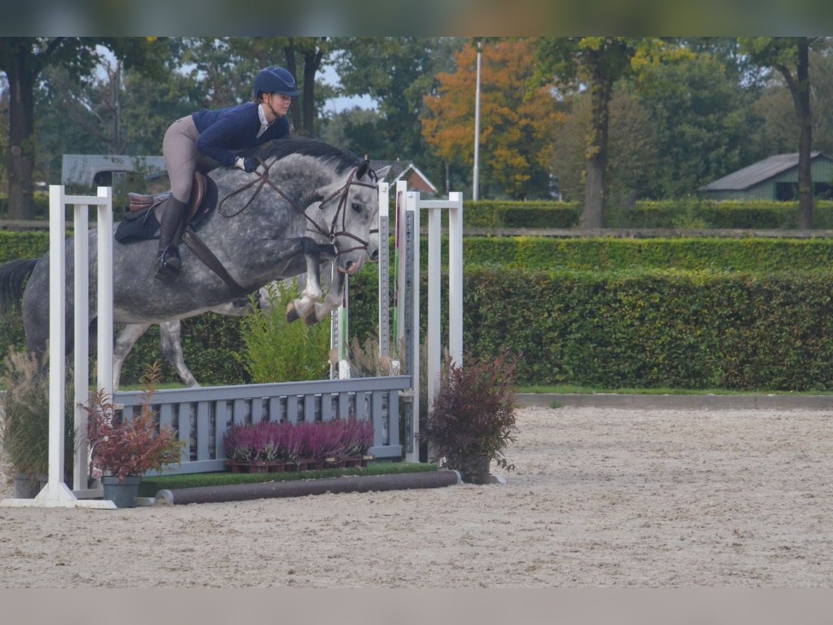 KWPN Merrie 5 Jaar 163 cm Schimmel in Beilen