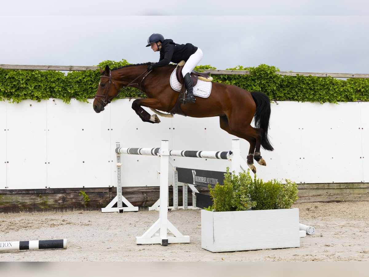 KWPN Merrie 5 Jaar 164 cm Bruin in Waddinxveen