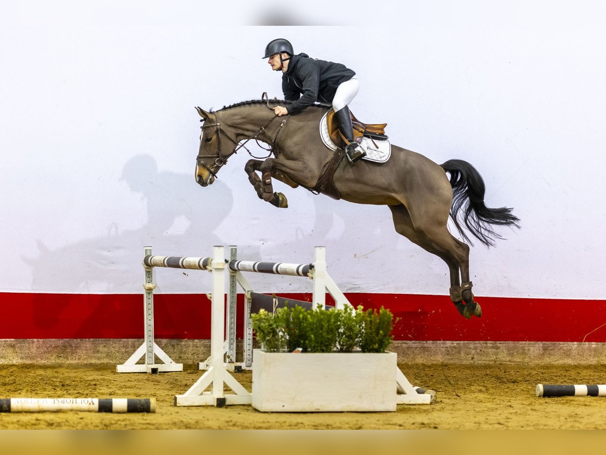 KWPN Merrie 5 Jaar 164 cm Bruin in Waddinxveen