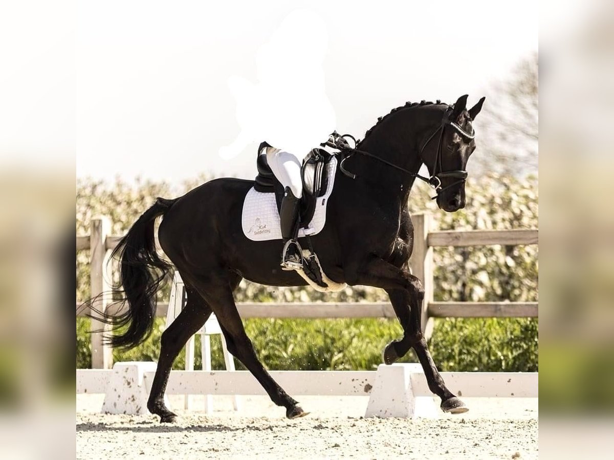 KWPN Merrie 5 Jaar 164 cm Zwart in Baden