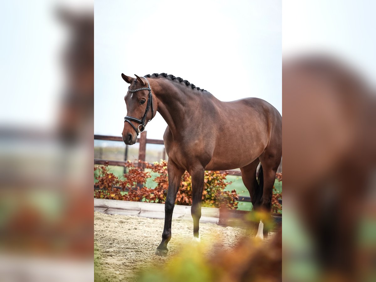 KWPN Merrie 5 Jaar 165 cm Bruin in Hellevoetsluis