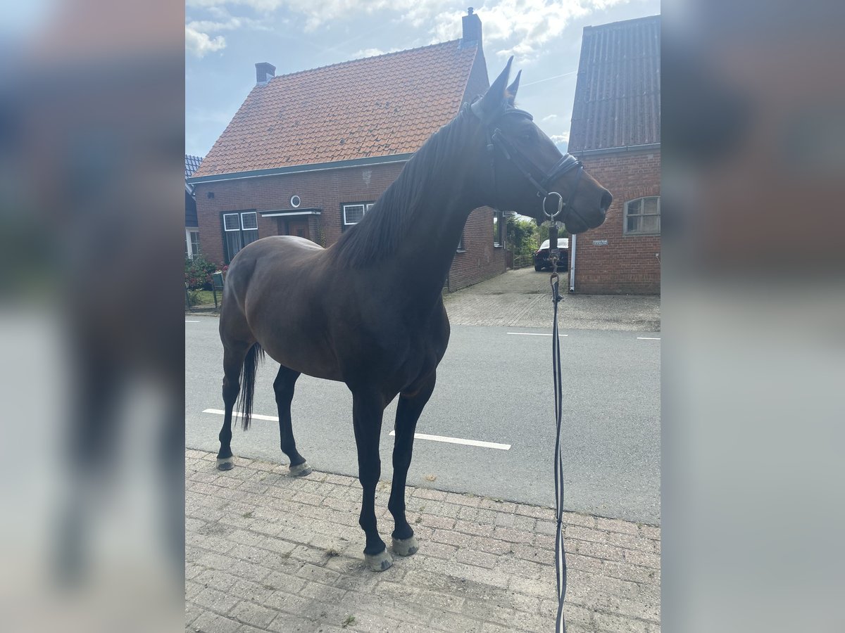 KWPN Merrie 5 Jaar 165 cm Donkerbruin in Waarde