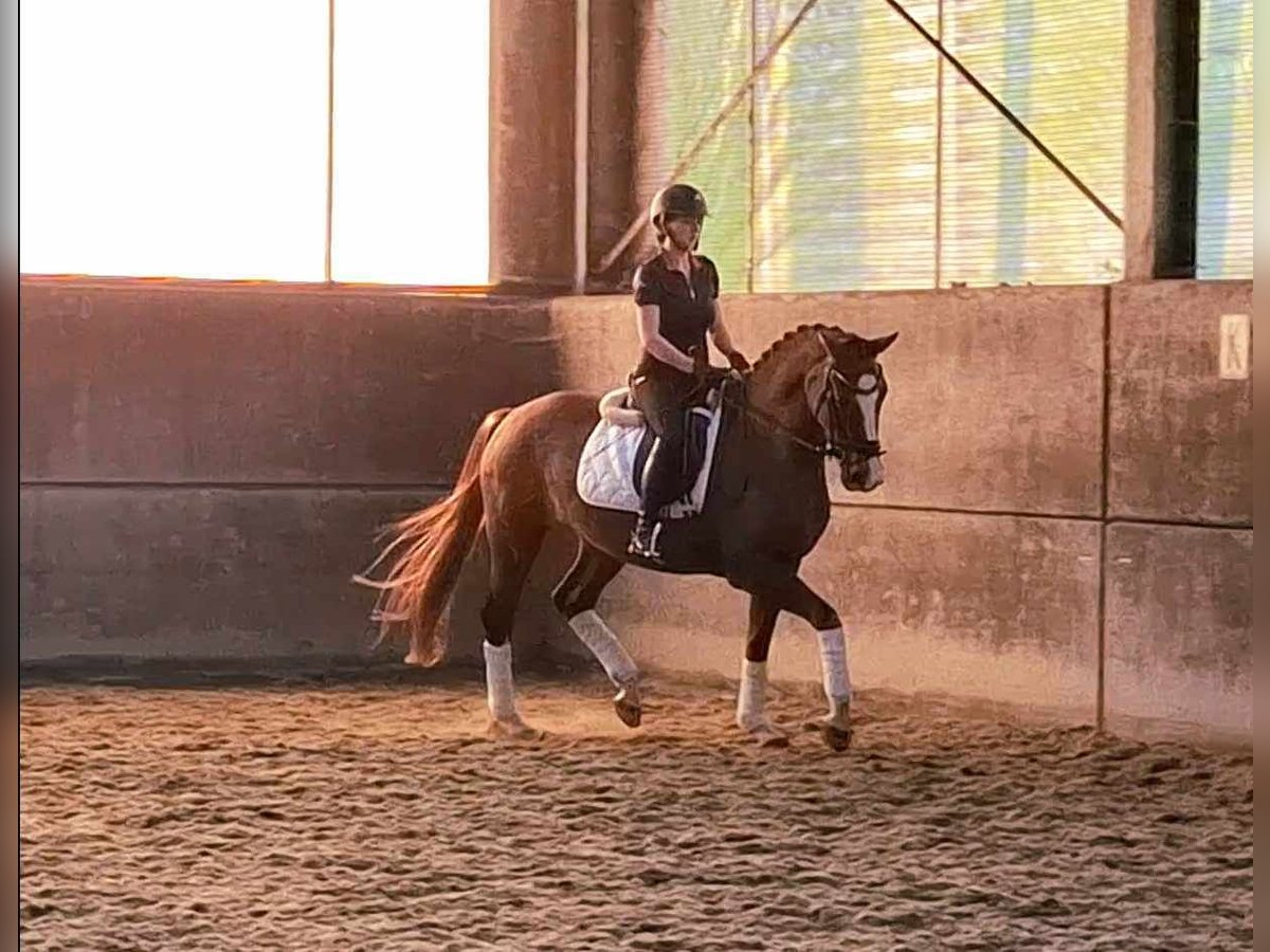 KWPN Merrie 5 Jaar 165 cm Vos in MichelbekeBrakel