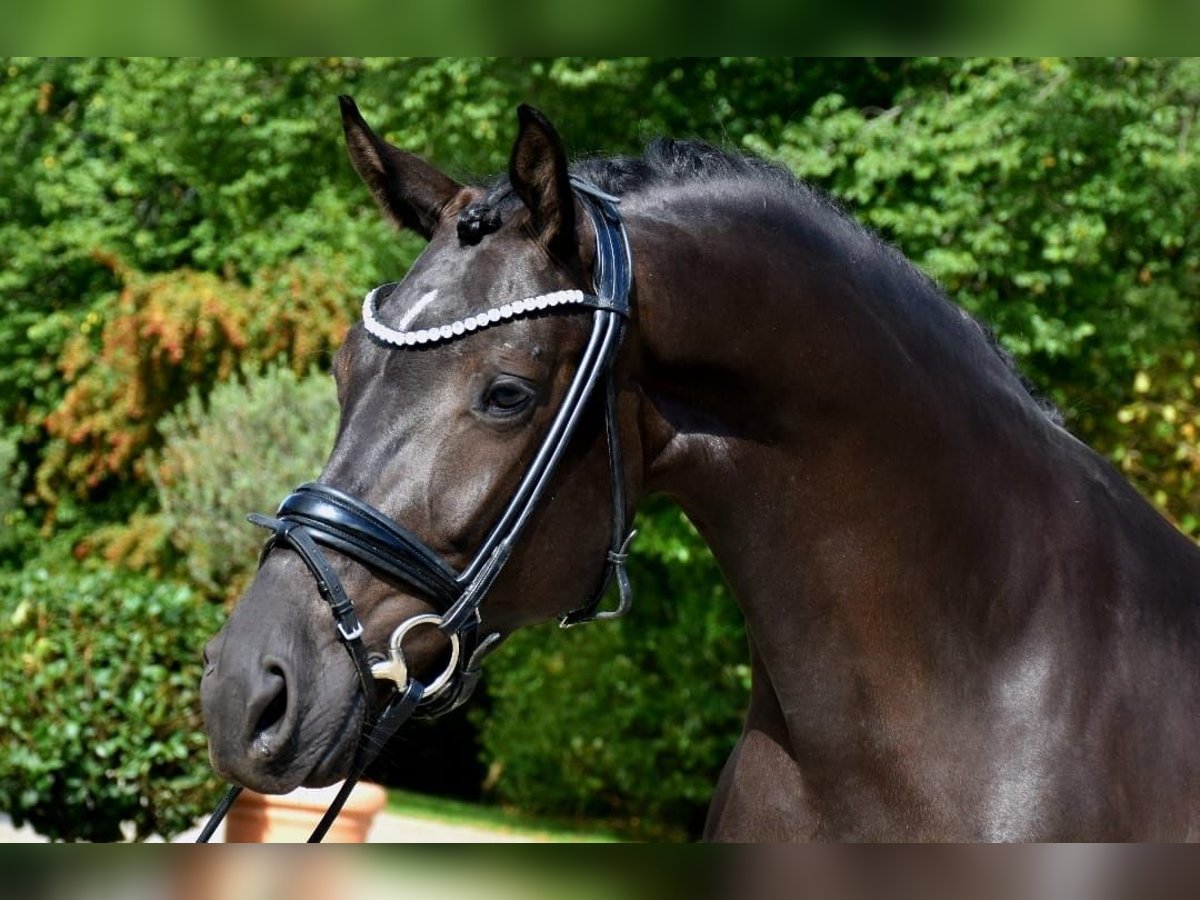 KWPN Merrie 5 Jaar 165 cm Zwart in Neuss