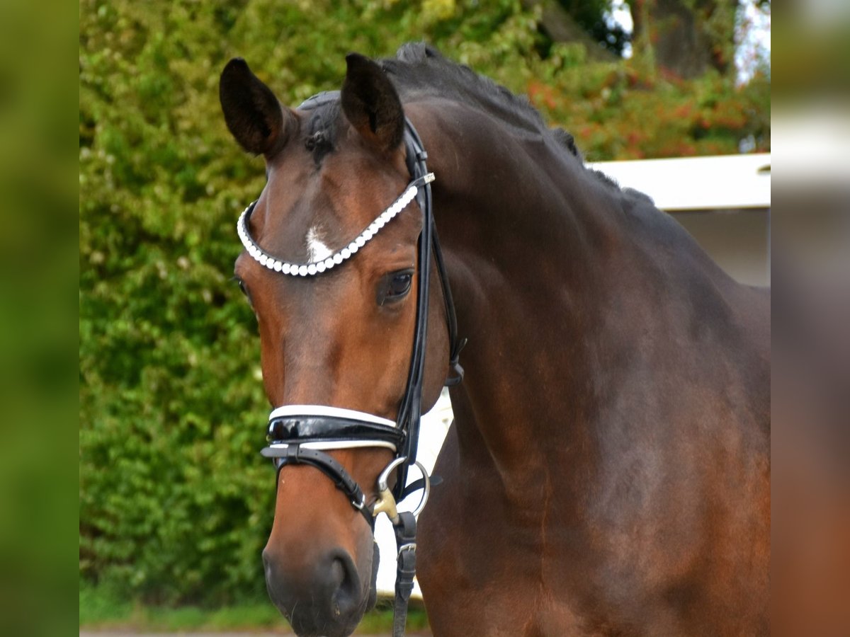 KWPN Merrie 5 Jaar 166 cm Bruin in Neuss