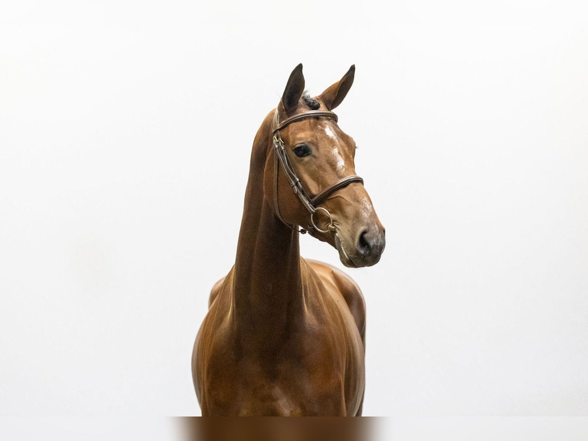 KWPN Merrie 5 Jaar 166 cm Bruin in Waddinxveen