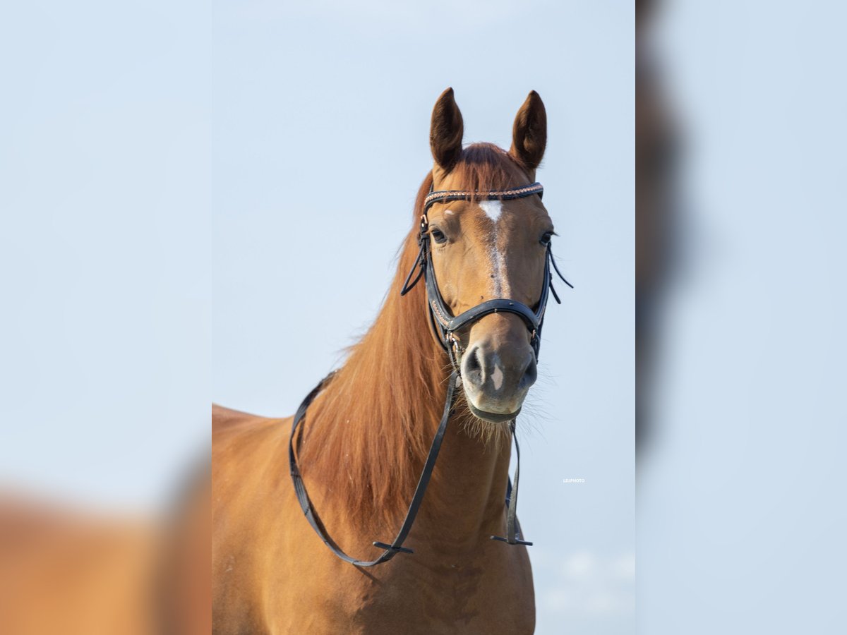 KWPN Merrie 5 Jaar 166 cm Roodvos in Schiedam