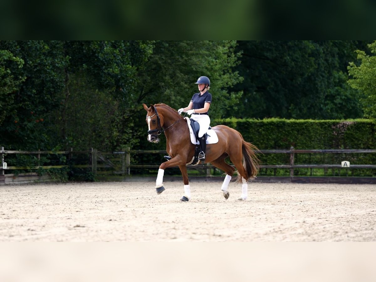KWPN Merrie 5 Jaar 166 cm Vos in de Lutte