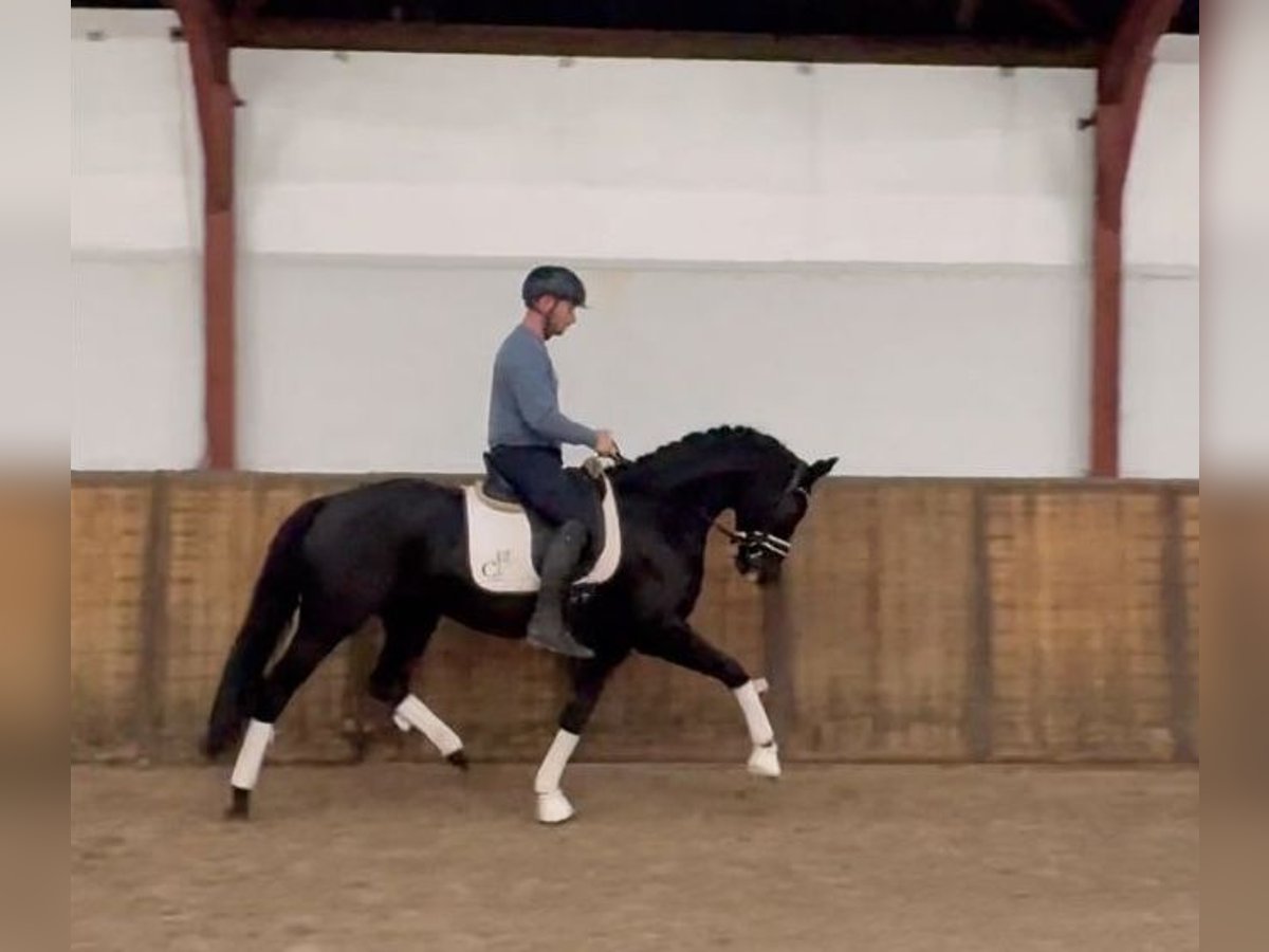 KWPN Merrie 5 Jaar 166 cm Zwart in Oosterhout