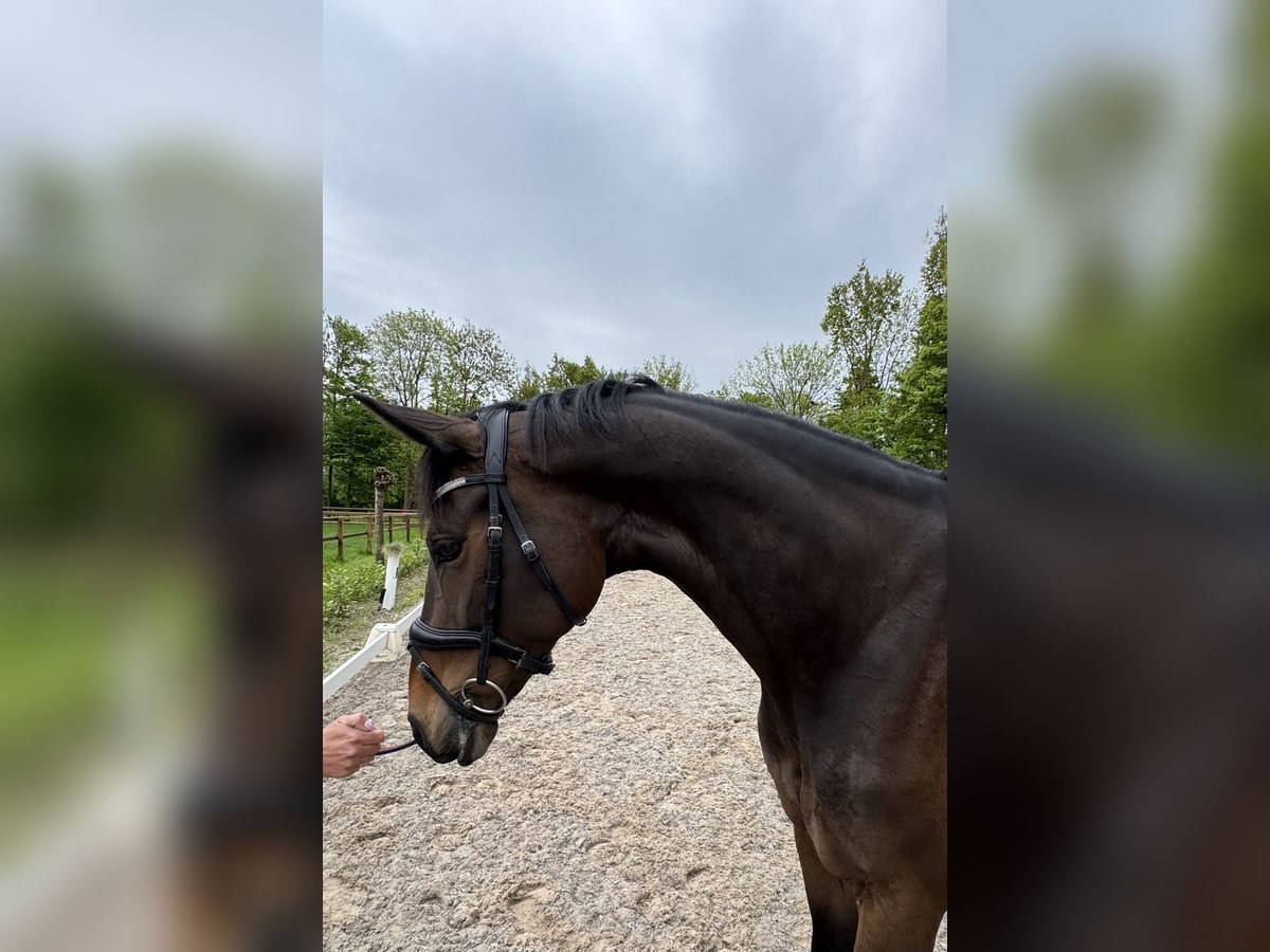 KWPN Merrie 5 Jaar 167 cm Bruin in Susteren
