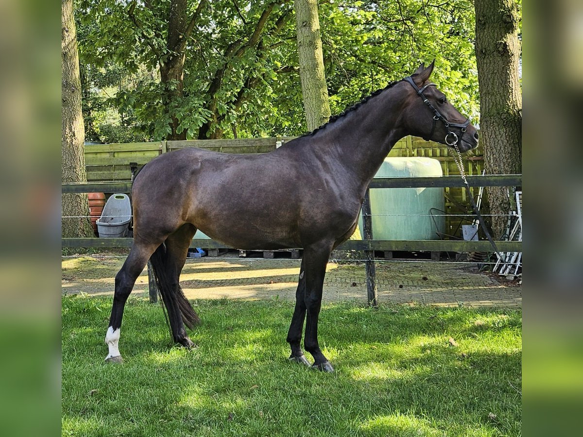 KWPN Merrie 5 Jaar 167 cm Donkerbruin in Ermelo