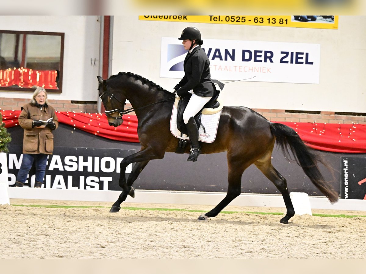 KWPN Merrie 5 Jaar 167 cm Donkerbruin in Swifterbant