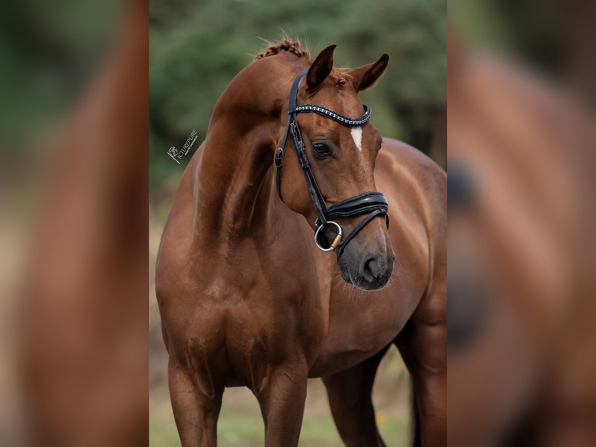 KWPN Merrie 5 Jaar 168 cm Bruin in Peer
