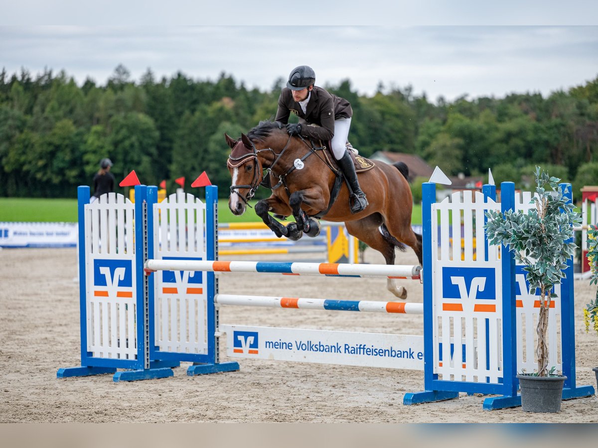 KWPN Merrie 5 Jaar 168 cm Bruin in Lengdorf