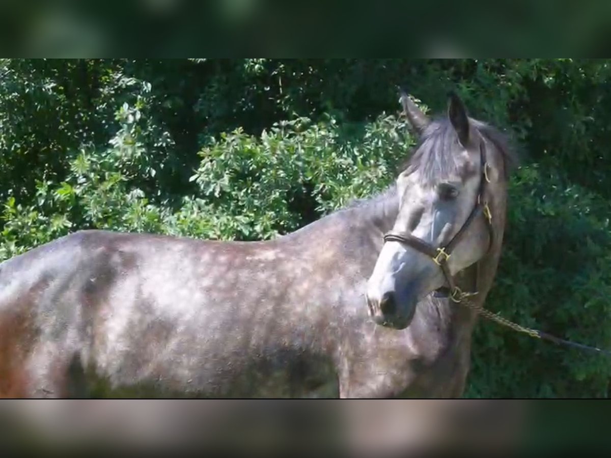 KWPN Merrie 5 Jaar 168 cm in Verl