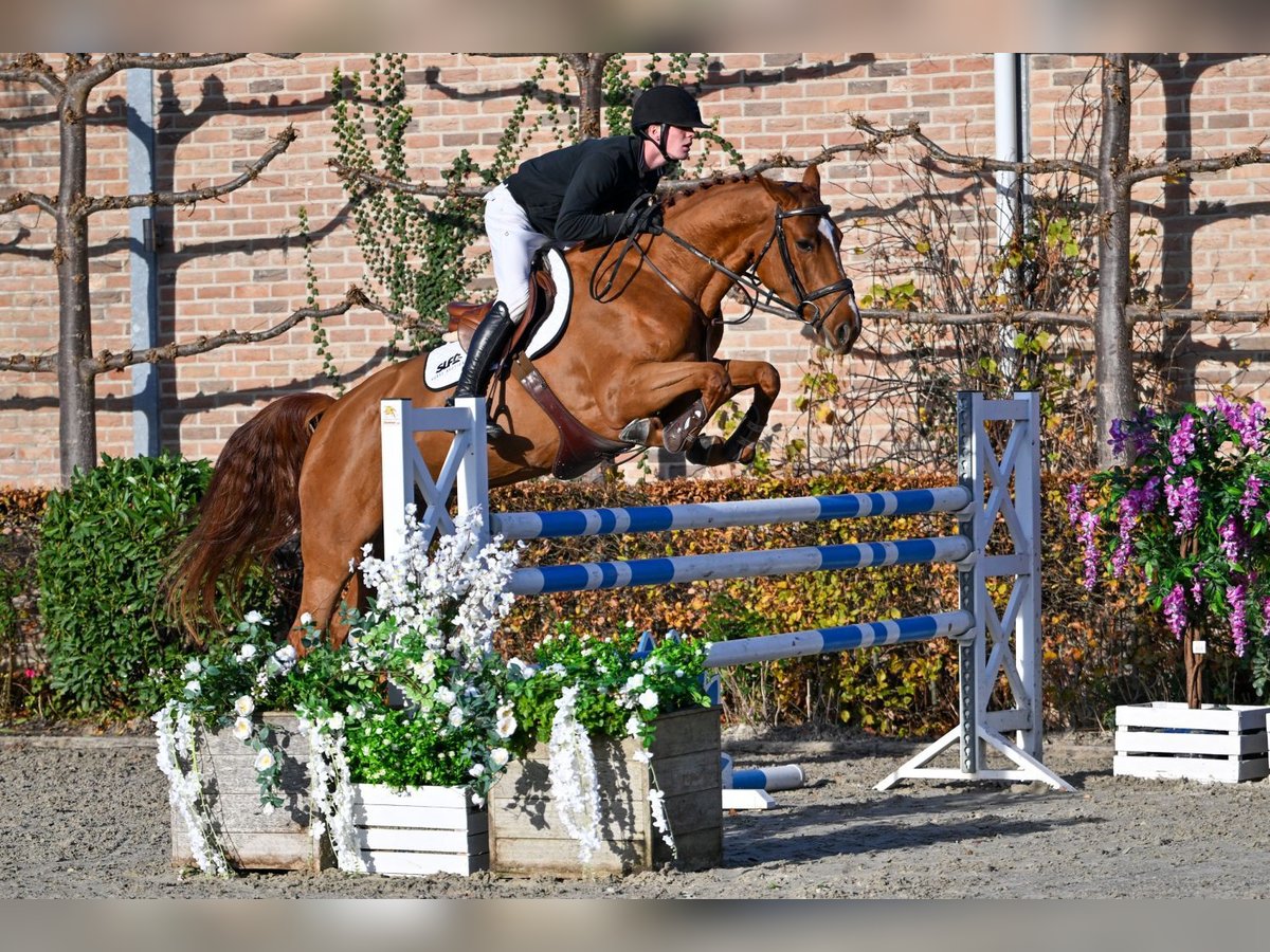 KWPN Merrie 5 Jaar 168 cm Vos in Bladel