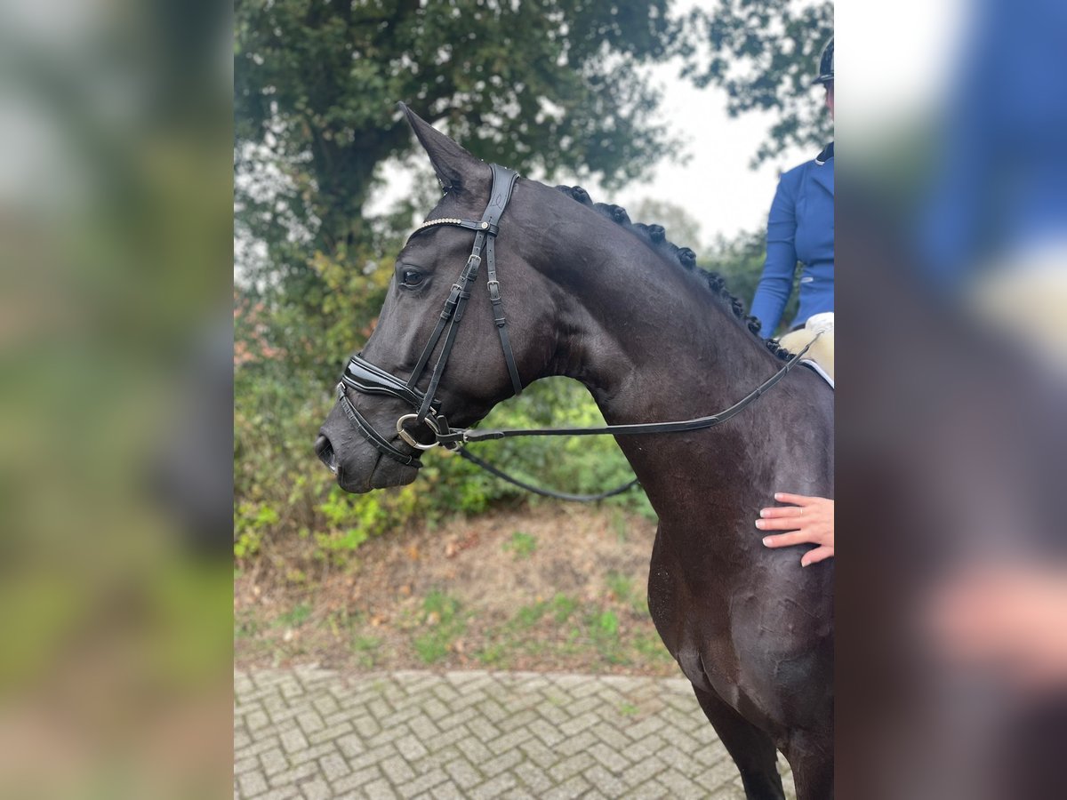 KWPN Merrie 5 Jaar 169 cm Zwartbruin in DoezumDoezum