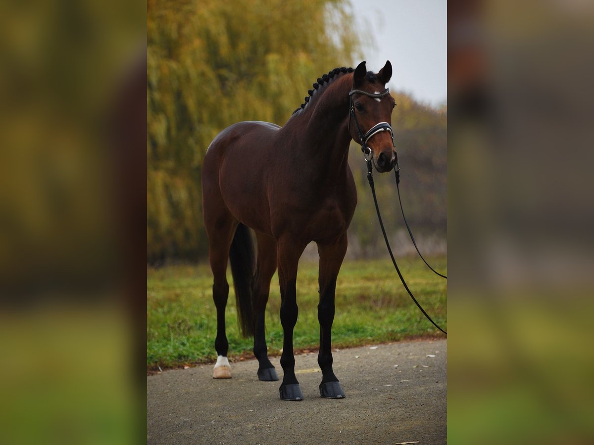 KWPN Merrie 5 Jaar 170 cm Roodbruin in Baracs