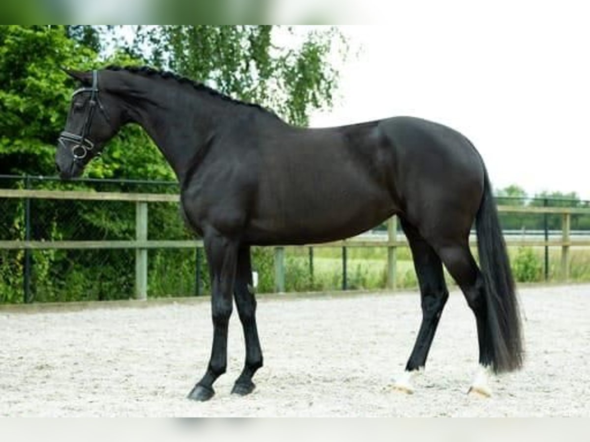 KWPN Merrie 5 Jaar 170 cm Zwart in Sint-Oedenrode