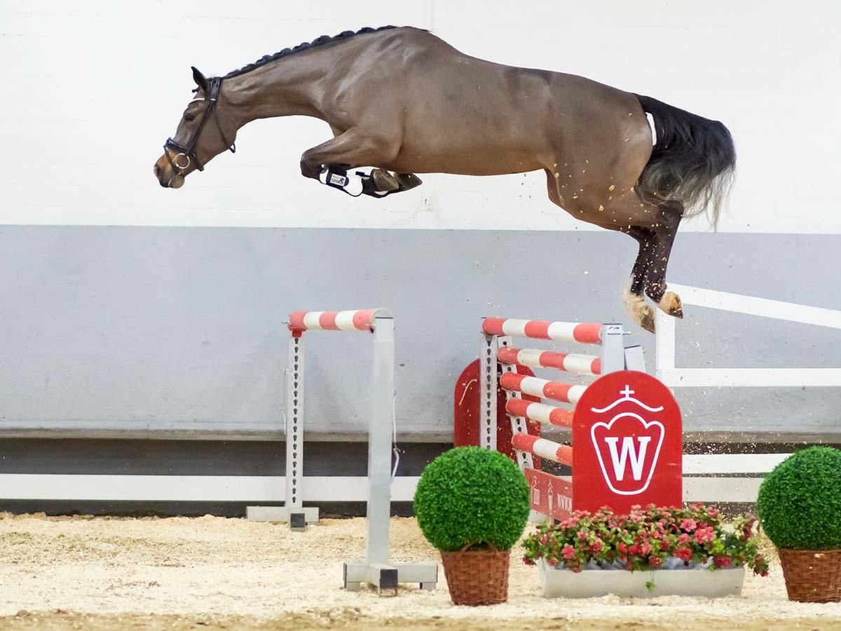 KWPN Merrie 5 Jaar 172 cm Roodbruin in Polków