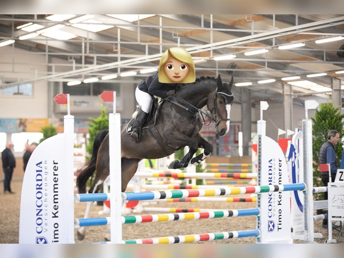 KWPN Merrie 5 Jaar 173 cm Bruin in Straubenhardt