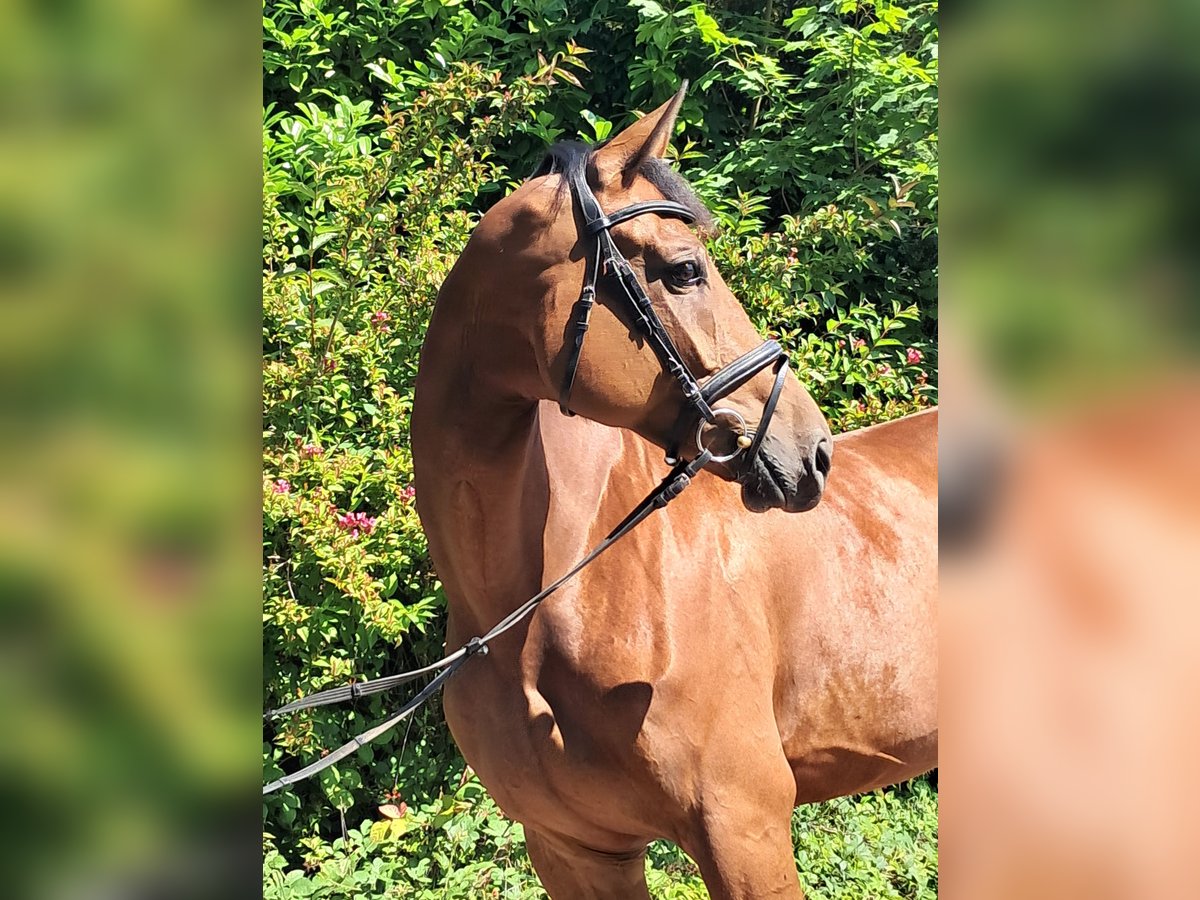 KWPN Merrie 5 Jaar 174 cm Bruin in Messel