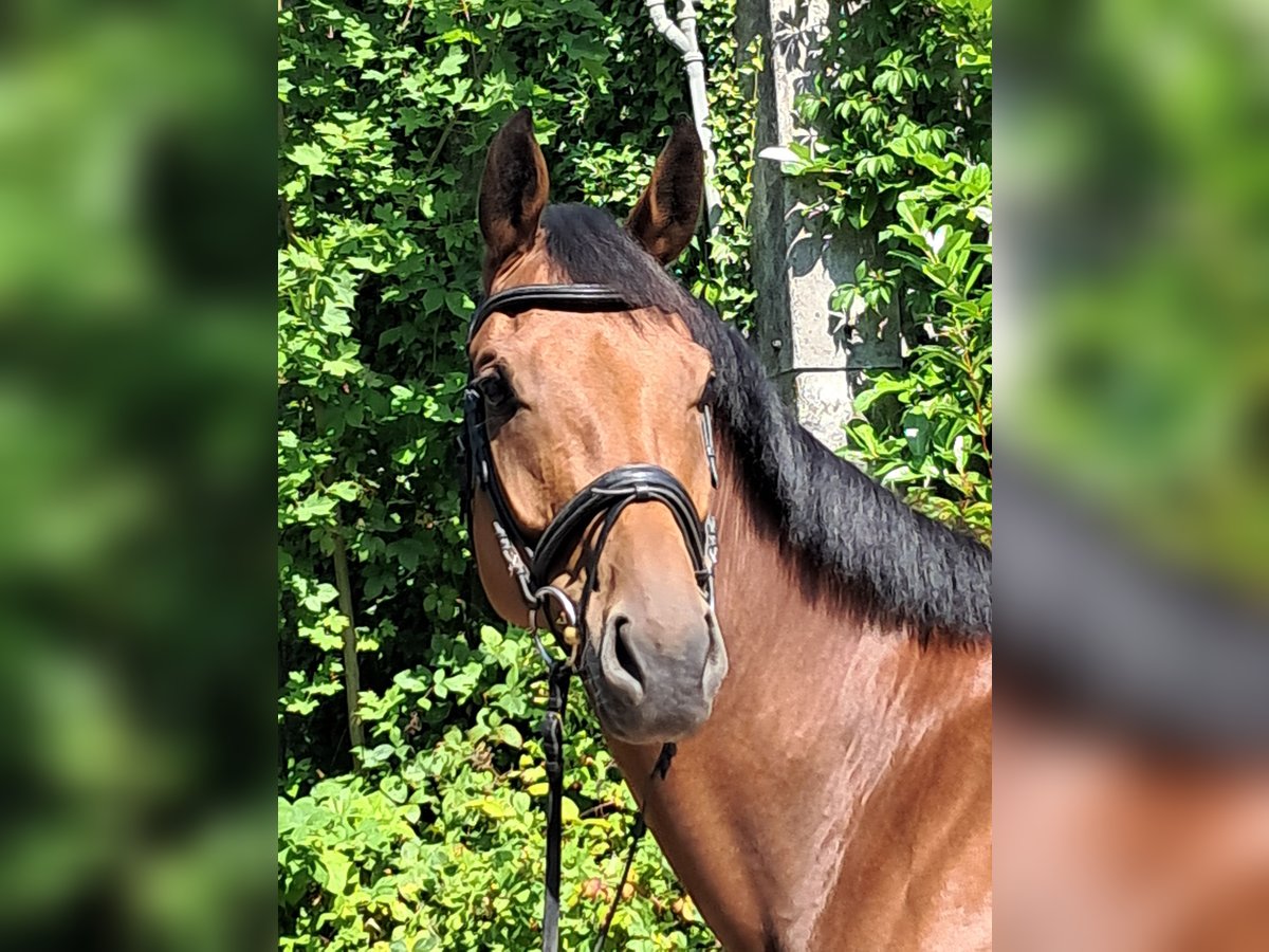 KWPN Merrie 5 Jaar 174 cm Bruin in Messel