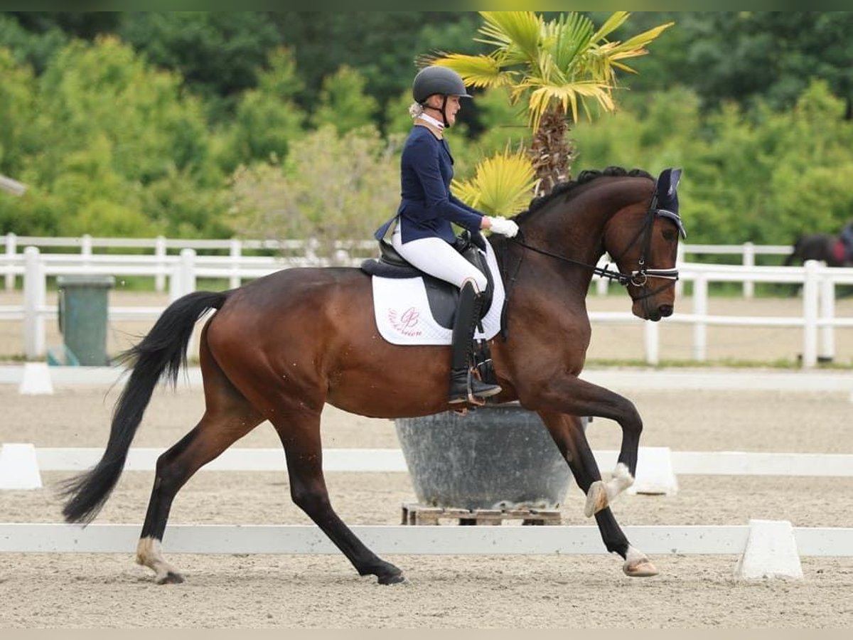 KWPN Merrie 5 Jaar 175 cm Donkerbruin in Ebreichsdorf