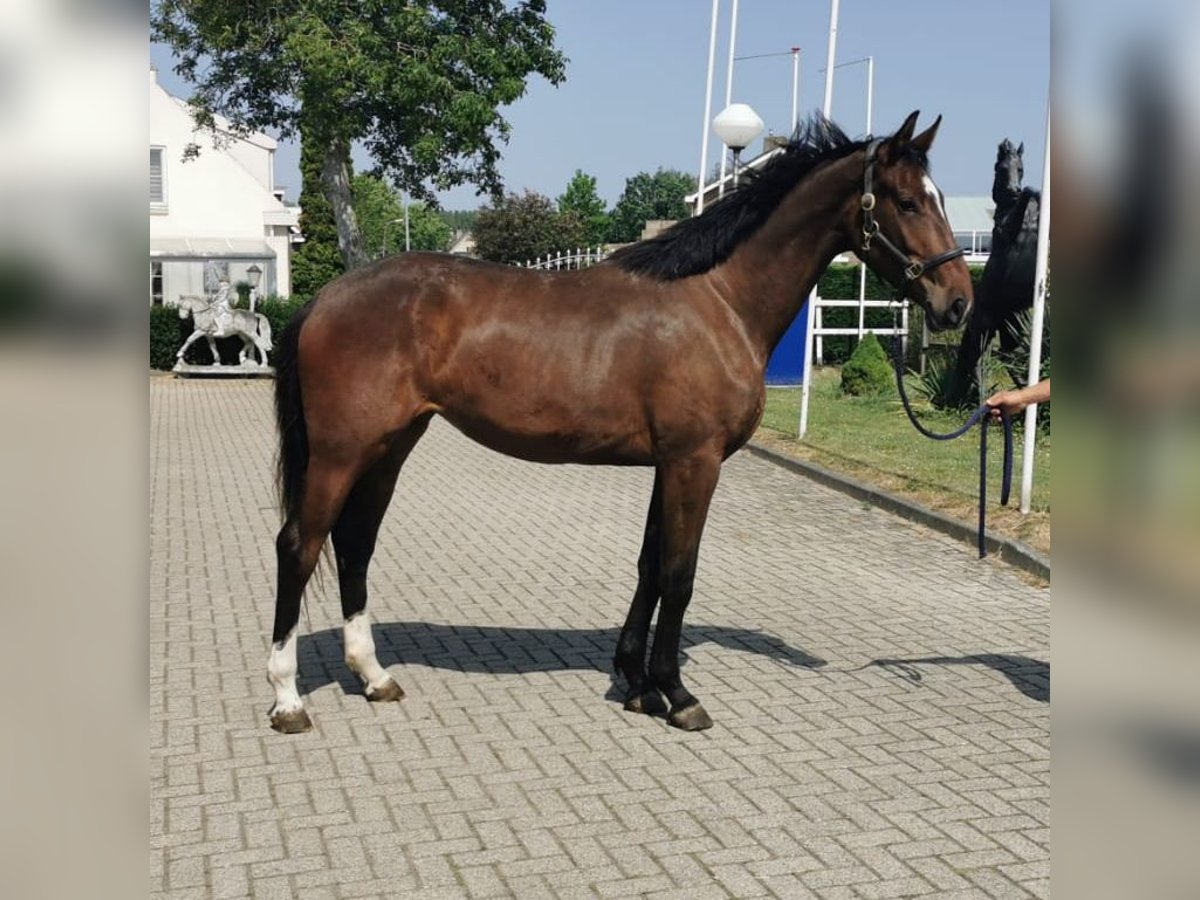 KWPN Merrie 5 Jaar 176 cm Donkerbruin in Wijhe