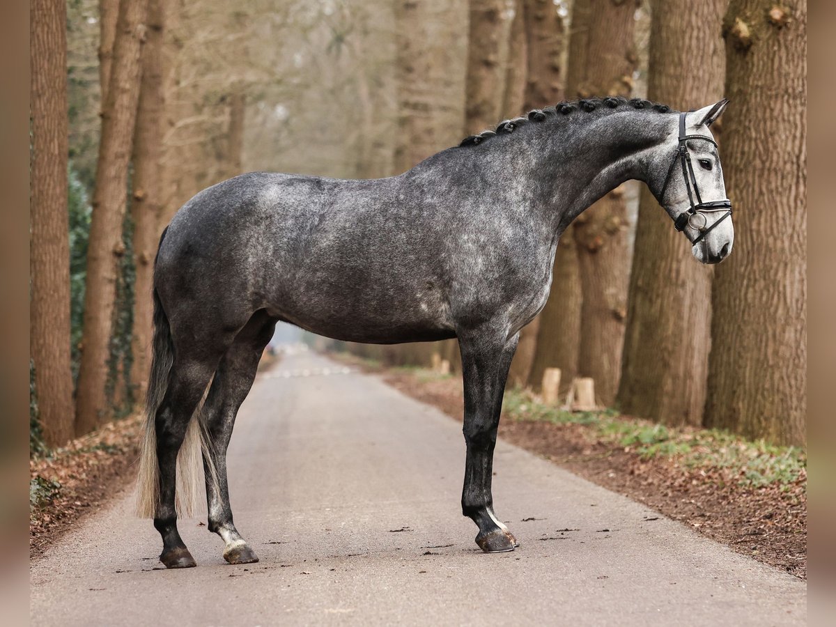 KWPN Merrie 5 Jaar Schimmel in Bilthoven