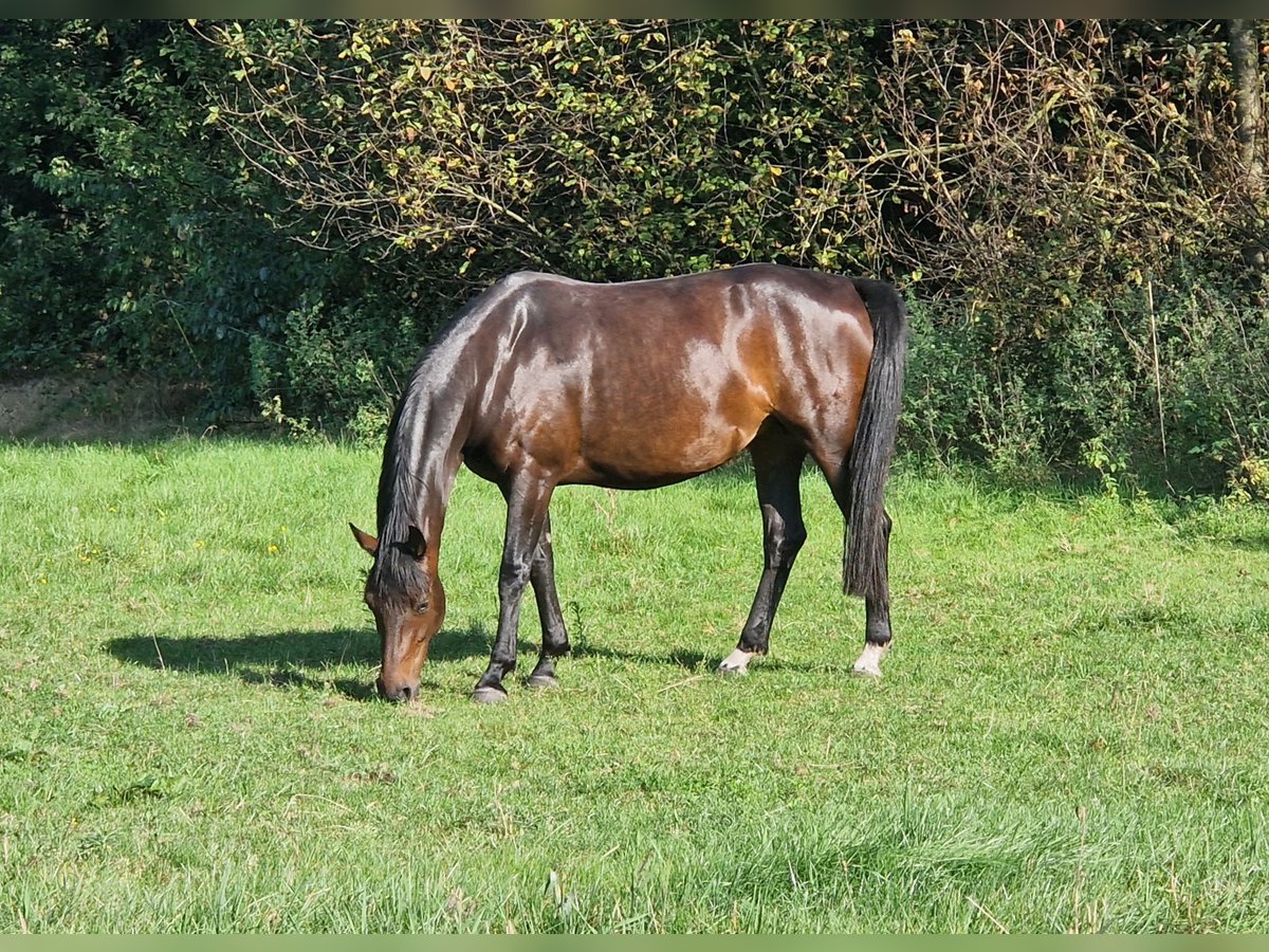 KWPN Merrie 6 Jaar 160 cm Donkerbruin in Neerkant