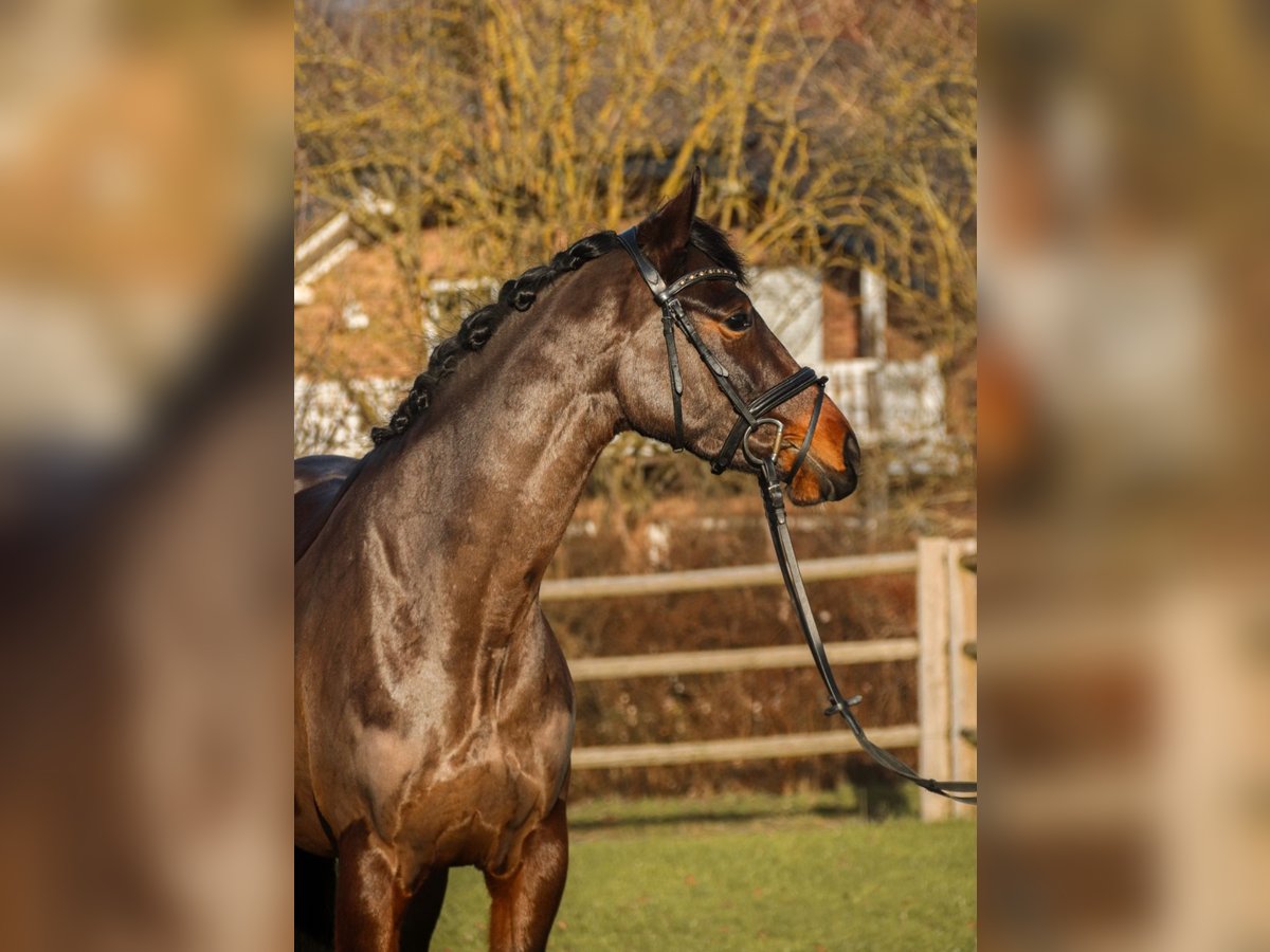 KWPN Merrie 6 Jaar 162 cm Donkerbruin in Bonefeld