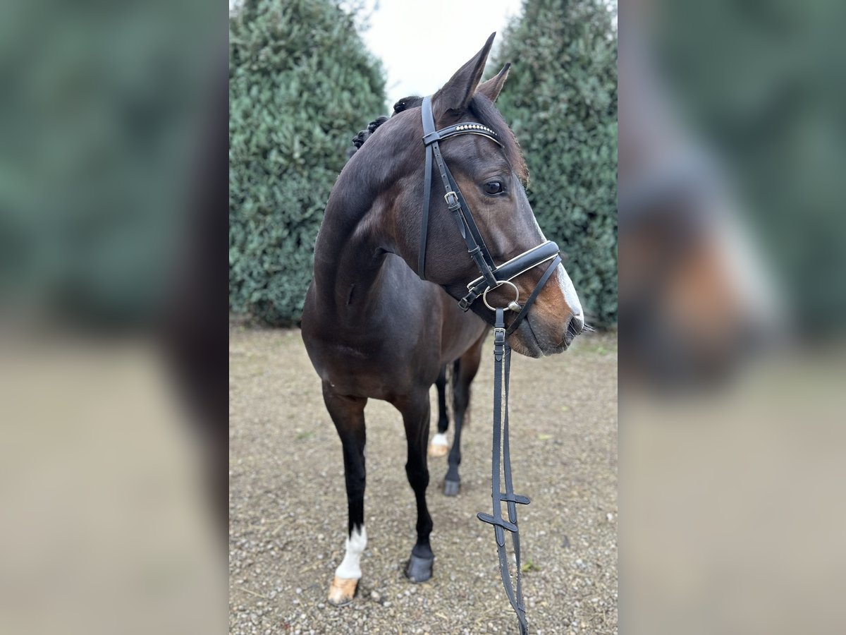 KWPN Merrie 6 Jaar 164 cm Donkerbruin in Oud Gastel