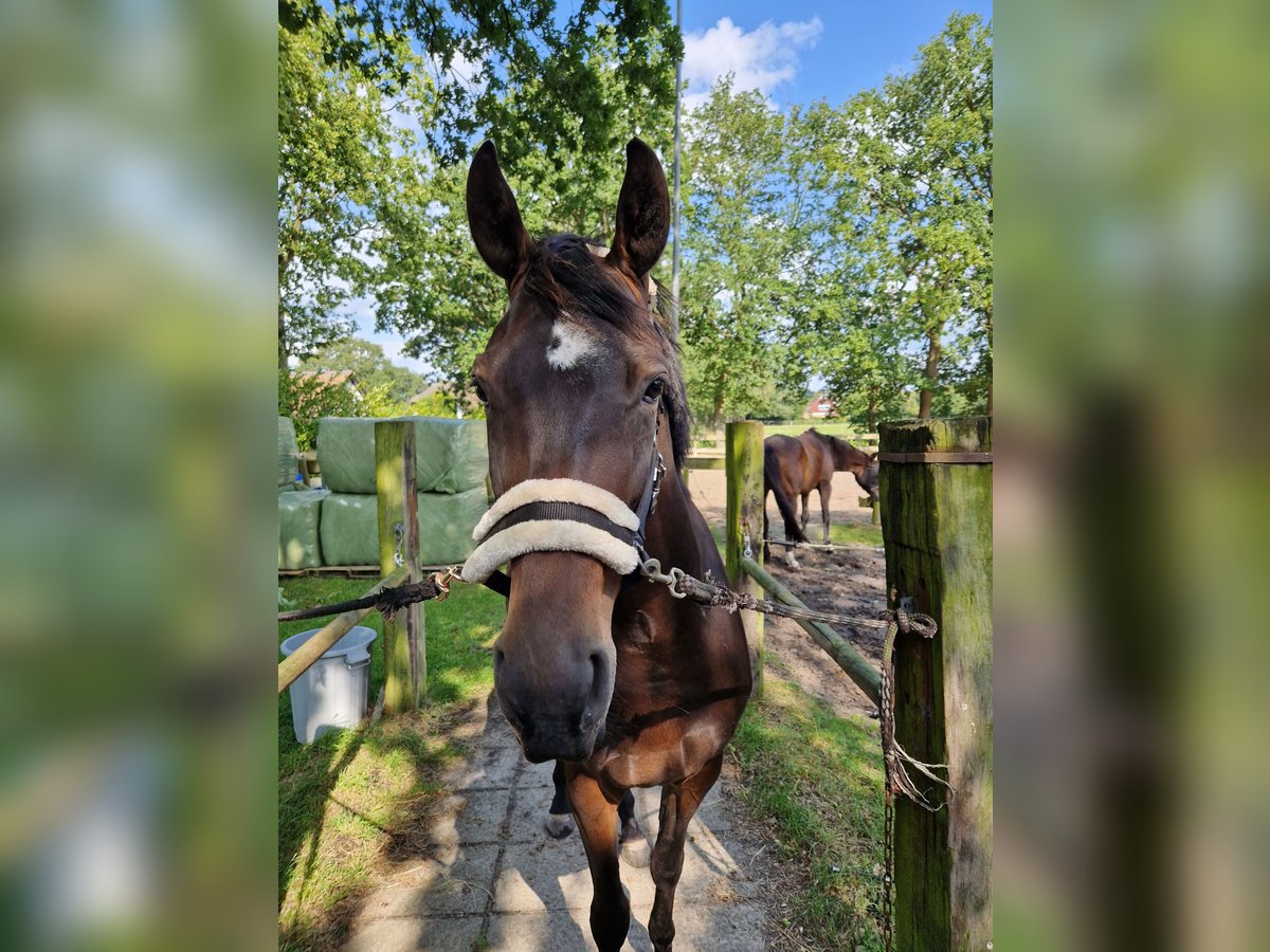 KWPN Merrie 6 Jaar 164 cm Donkerbruin in Peize