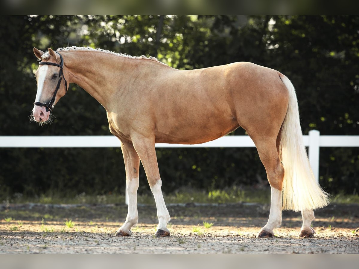 KWPN Merrie 6 Jaar 165 cm Palomino in Windlach