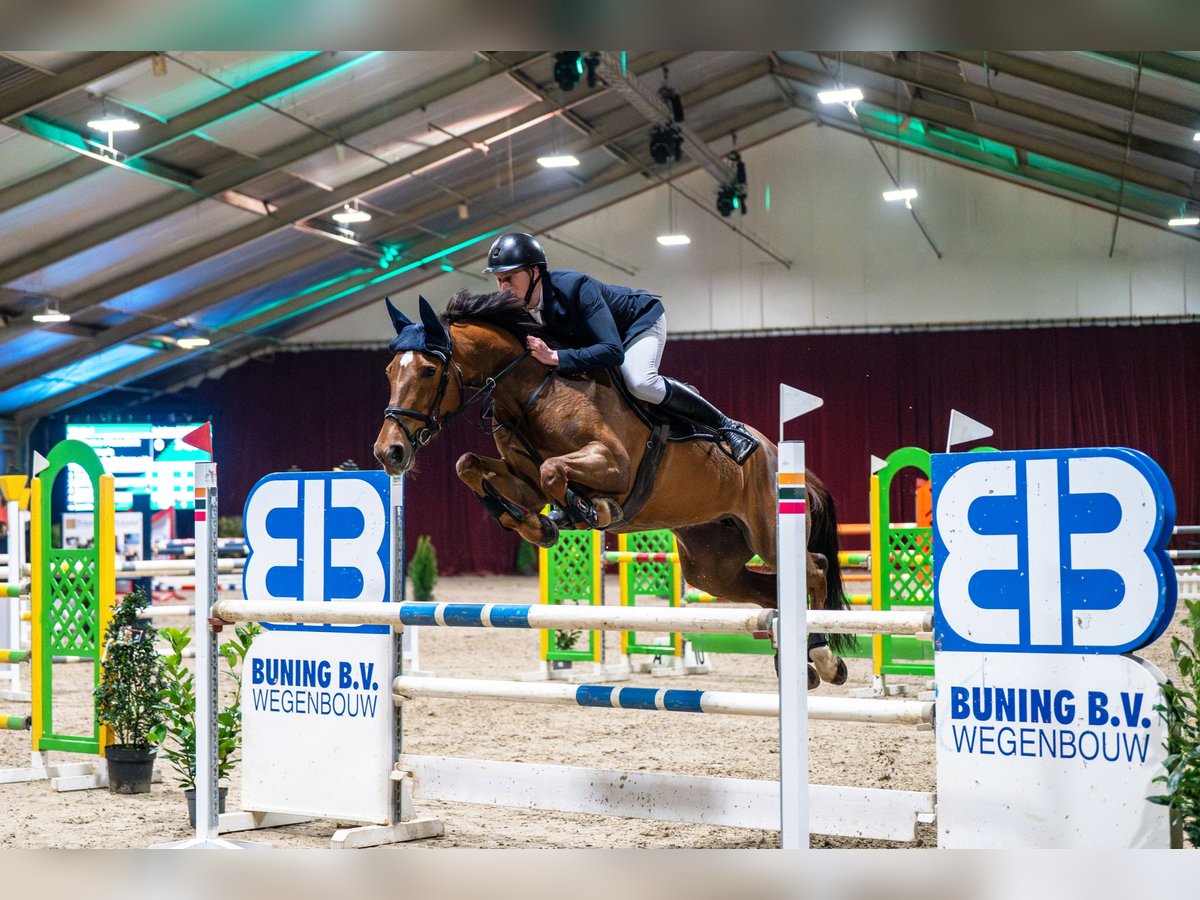 KWPN Merrie 6 Jaar 165 cm Vos in Geesteren