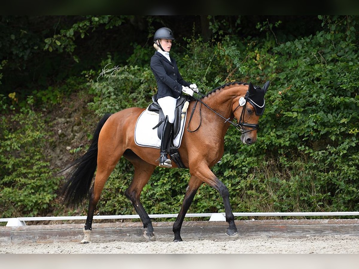 KWPN Merrie 6 Jaar 166 cm Bruin in Lonnig